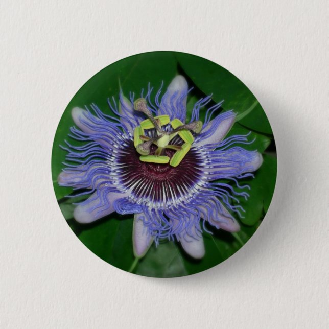 Ocoee flower Passiflora caerulea Passion flower 6 Cm Round Badge (Front)