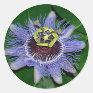 Ocoee flower Passiflora caerulea Passion flower Classic Round Sticker