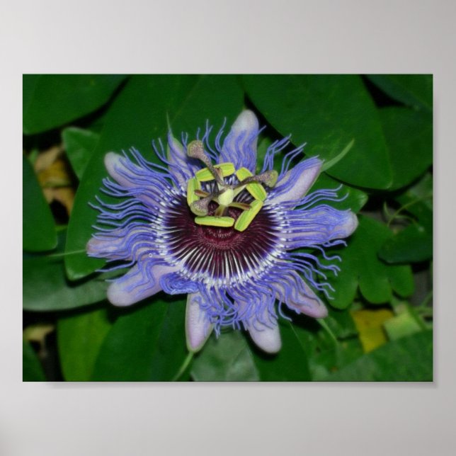 Ocoee flower Passiflora caerulea Passion flower Poster (Front)