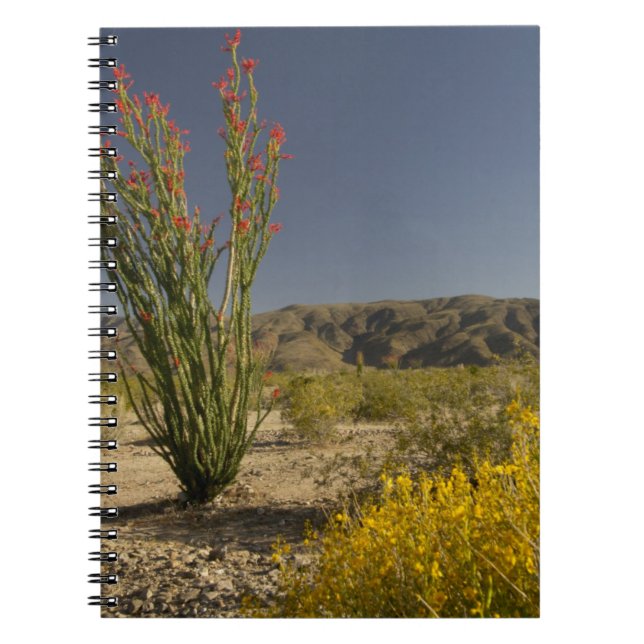Ocotillo and desert senna notebook (Front)