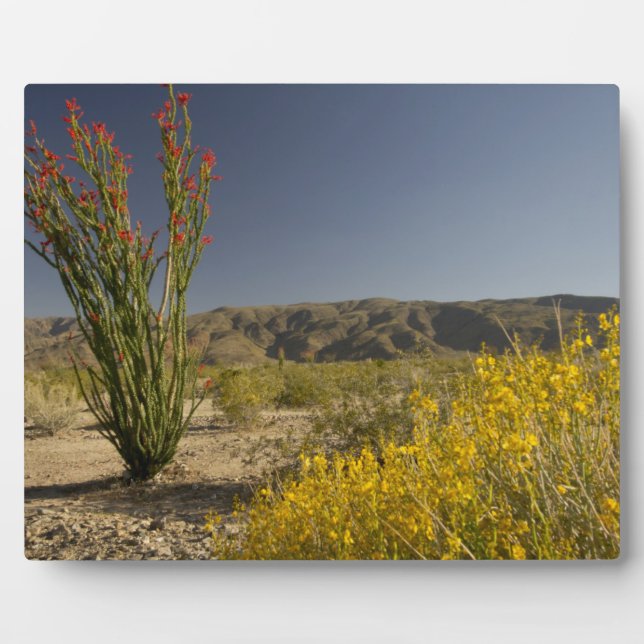 Ocotillo and desert senna plaque (Front)