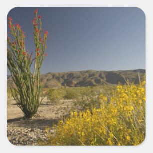 Ocotillo and desert senna square sticker