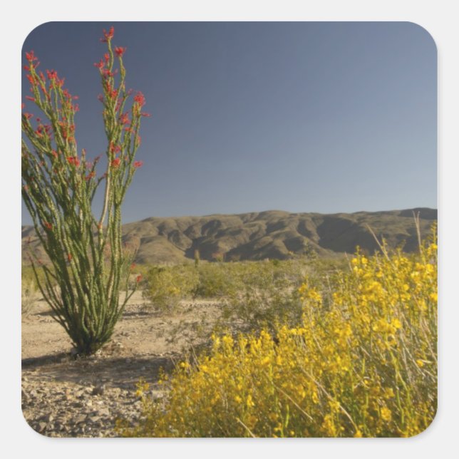 Ocotillo and desert senna square sticker (Front)