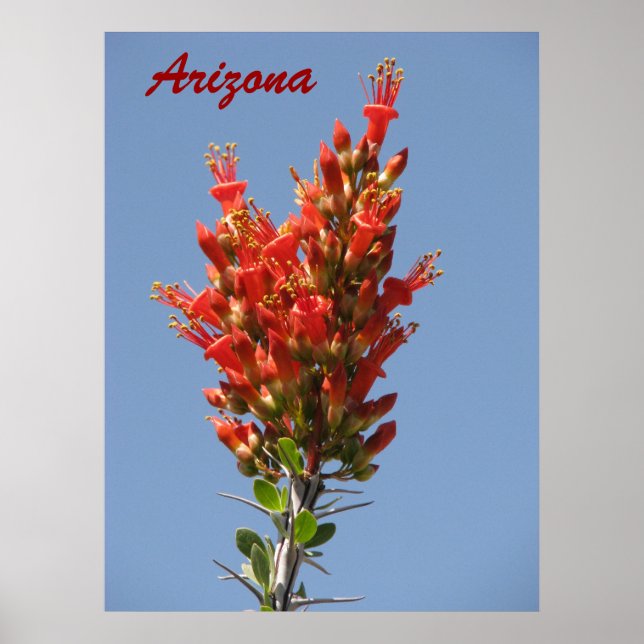 Ocotillo Bloom - Arizona Poster (Front)