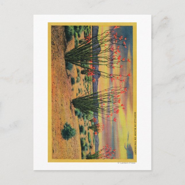 Ocotillo Flowers in Bloom, California DesertStat Postcard (Front)