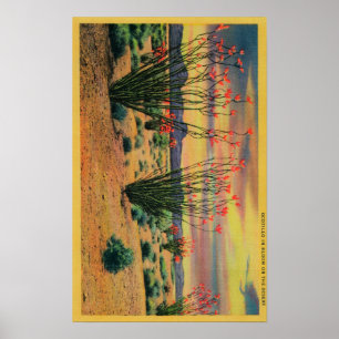 Ocotillo Flowers in Bloom, California DesertStat Poster