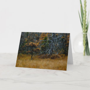 "October" Adirondack Forest and Trees Scene Card