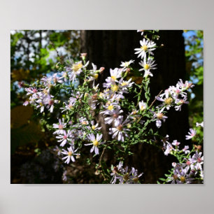 October Asters Poster