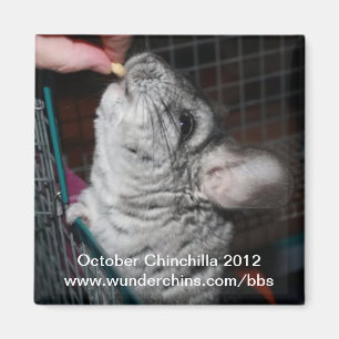 October chinchilla 2012 magnet