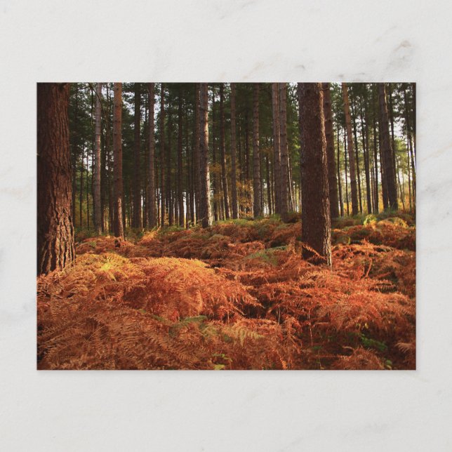 October Light Postcard (Front)