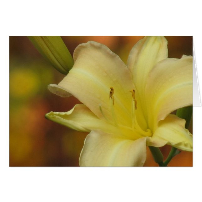 October Lily (Front Horizontal)