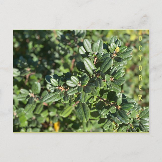 OCTOBER POSTCARD (Front)