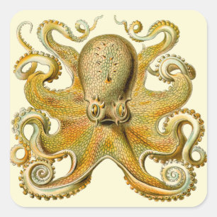 Octopus antique illustration sea monster square sticker