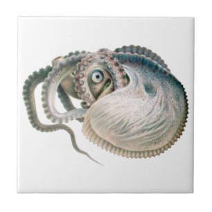 Octopus Argonaut, Vintage Marine Life Animals Tile