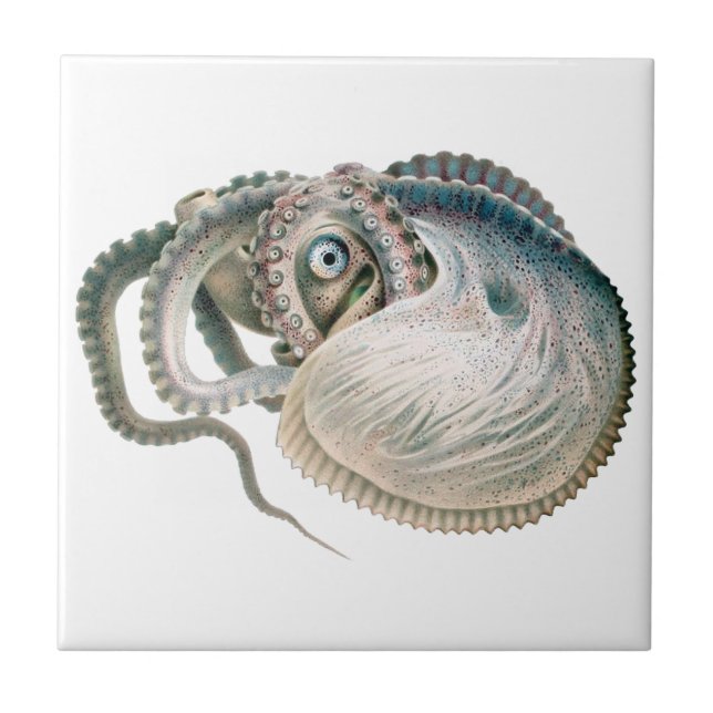 Octopus Argonaut, Vintage Marine Life Animals Tile (Front)