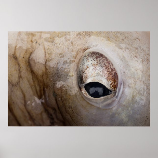 Octopus Eye Poster (Front)