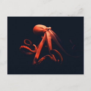 Octopus in shadows postcard