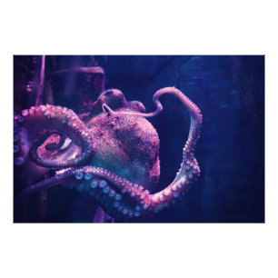 Octopus Photo Print