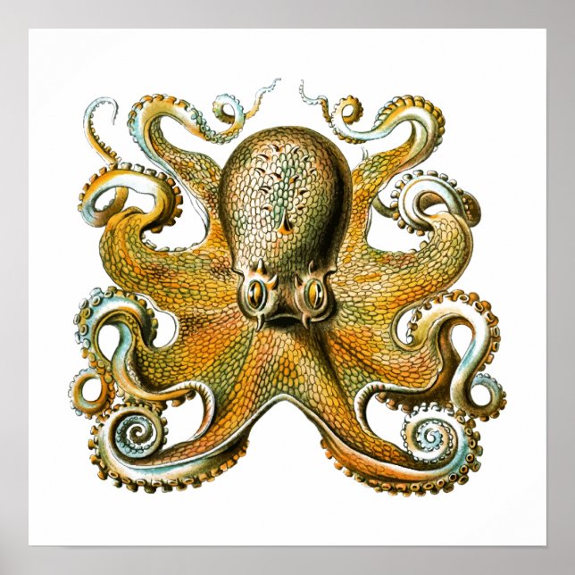 Octopus  poster (Front)