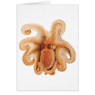 Octopus Salutii, Vintage Marine Aquatic Animals