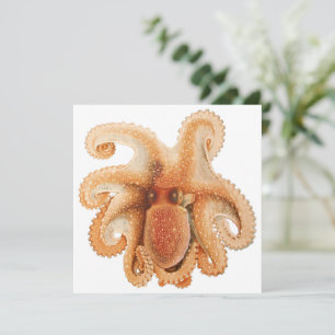 Octopus Salutii, Vintage Marine Aquatic Animals
