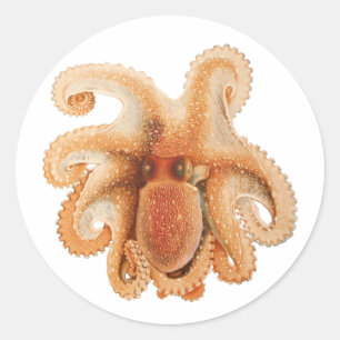 Octopus Salutii, Vintage Marine Aquatic Animals Classic Round Sticker