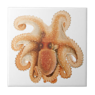 Octopus Salutii, Vintage Marine Aquatic Animals Tile