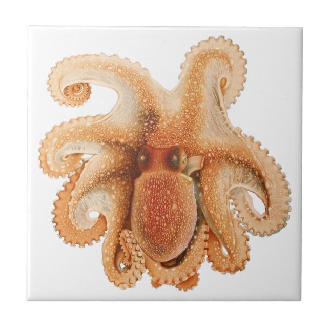 Octopus Salutii, Vintage Marine Aquatic Animals Tile (Front)
