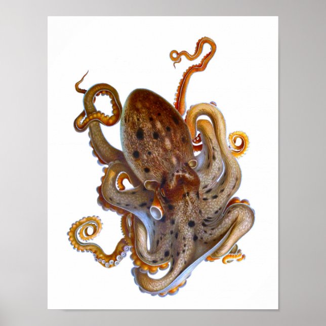 Octopus Sea Creature Print (Front)
