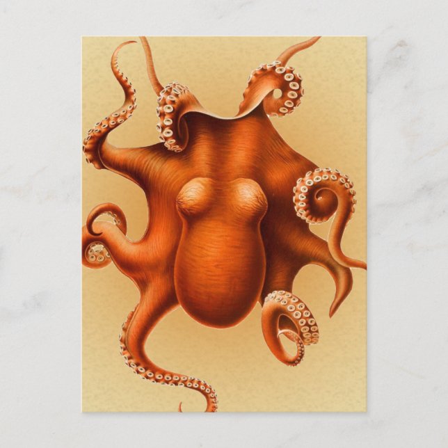 Octopus Sea Monster Creature Cephalapod Vintage Postcard (Front)
