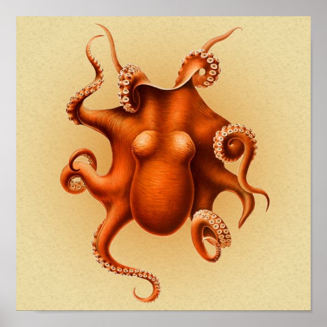 Octopus Sea Monster Creature Cephalapod Vintage Poster (Front)