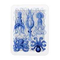 Octopus & Squid Blue