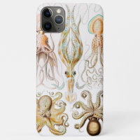 Octopus Squid, Gamochonia by Ernst Haeckel
