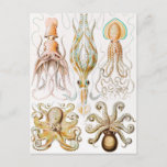 Octopus Squid, Gamochonia by Ernst Haeckel Postcard<br><div class="desc">Octopus Squid,  Gamochonia Trichterkraken by Ernst Haeckel Postcard</div>