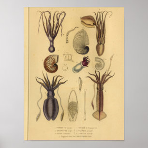 Octopus Squid Nautilus Vintage Illustration Print