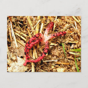 Octopus Stinkhorn Postcard