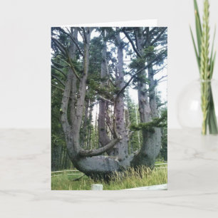 Octopus Tree, Cape Meares, Oregon Card