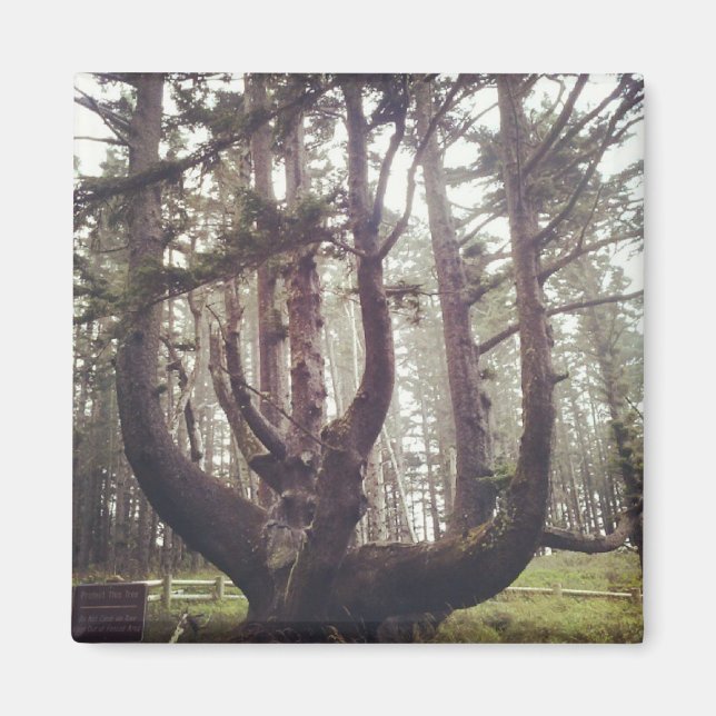 Octopus Tree, Cape Meares, Oregon Magnet (Front)