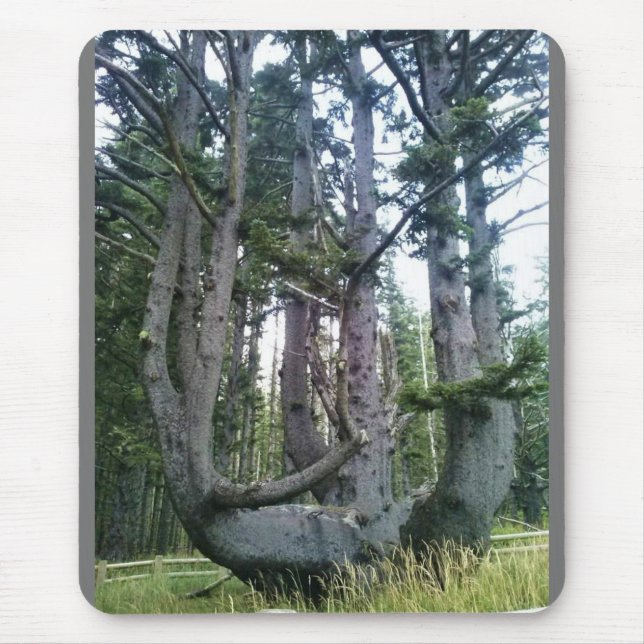 Octopus Tree, Cape Meares, Oregon Mouse Pad (Front)