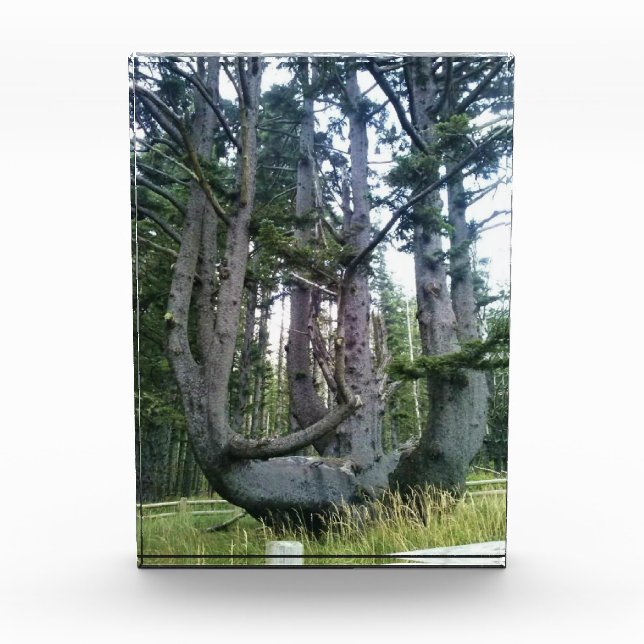Octopus Tree, Cape Meares, Oregon Photo Block (Front)