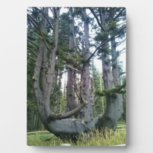 Octopus Tree, Cape Meares, Oregon Plaque
