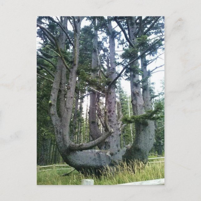 Octopus Tree, Cape Meares, Oregon Postcard (Front)