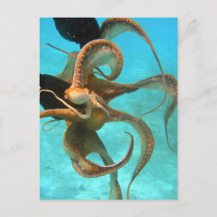 Octopus underwater postcard