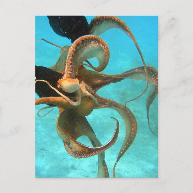 Octopus underwater postcard (Front)