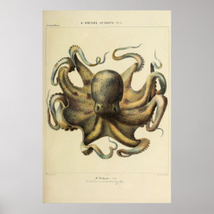 Octopus Vintage Zoological Sketch Poster
