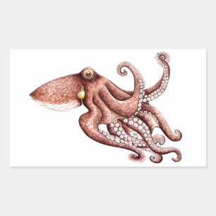 Octopus vulgaris rectangular sticker