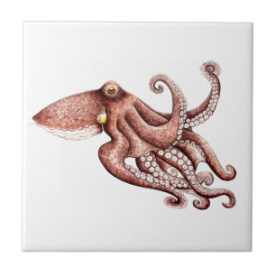 Octopus vulgaris tile