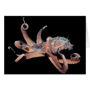 Octopus-Wild Thang
