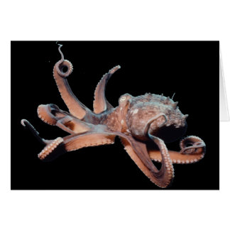 Octopus-Wild Thang