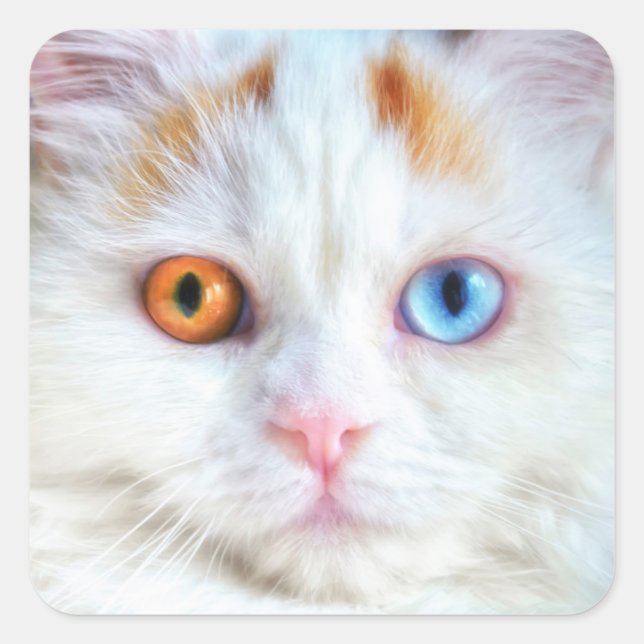 Odd-Eyed White Persian Cat Square Sticker (Front)